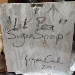 Lil Pea - Sugar Snap 2002 Art