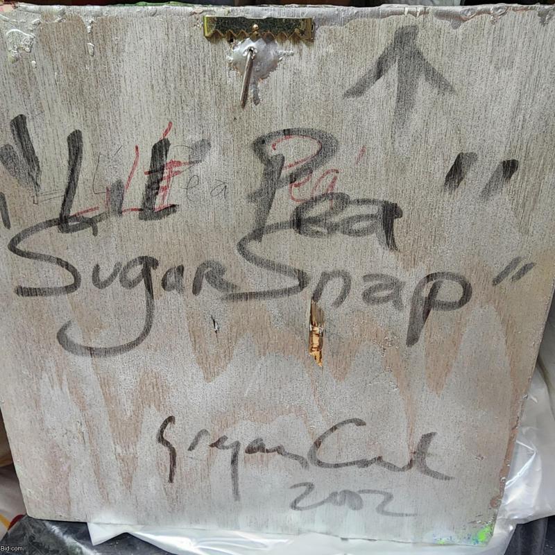 Lil Pea - Sugar Snap 2002 Art